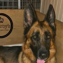 Cixi - German Shepherd