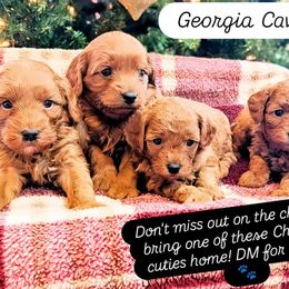 Cavapoo Puppies from GeorgiaCavapoos