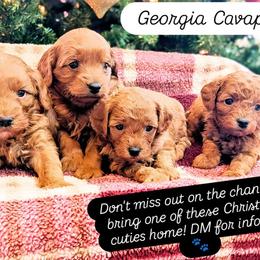 Cavapoo Puppies from GeorgiaCavapoos