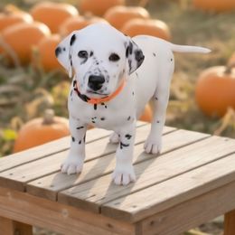 LUA Amber - White and black female Dalmatian puppy in Phoenix, Arizona from Samba Flavors