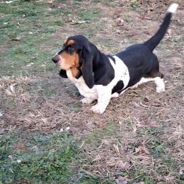 Bonnie - Black brown and white female Basset Hound puppy in Mack's Creek, Missouri from Mack's Creek Basset Hounds