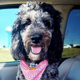 Goldendoodles from Doodles 4 Decades
