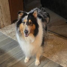 Collie puppies from Dove Creek Collies