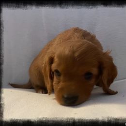 Cavapoo Puppies from QuiGents