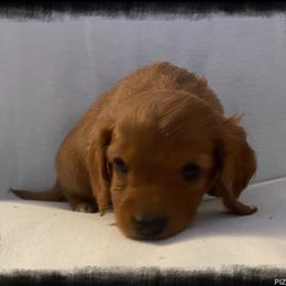 Cavapoo Puppies from QuiGents