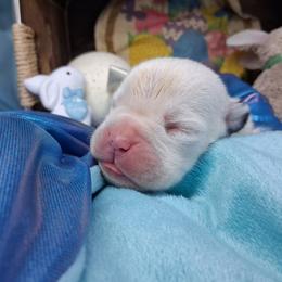 Boy 6 - White male Boxer puppy in Pikeville, Kentucky from Boxers of Whispered Wishes