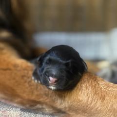 1 - Black and red male German Shepherd puppy in Pickens, South Carolina from Von Maqqedah Haus German Shepherds