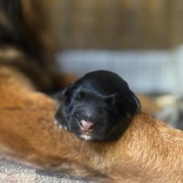 1 - Black and red male German Shepherd puppy in Pickens, South Carolina from Von Maqqedah Haus German Shepherds