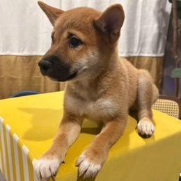 Blue - Red male Shiba Inu puppy in Elizabeth, New Jersey from Shiba Inu Loving Care