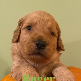 Aussiedoodles, Double Doodles, Goldendoodles, Labradoodles, and Poodles from Hope’s Doodles