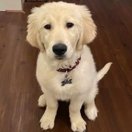 Golden Retrievers from Snow Creek Goldens