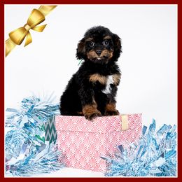 Acorn - Black and tan male Cockapoo puppy in Connersville, Indiana from Deaz Doodle Ranch