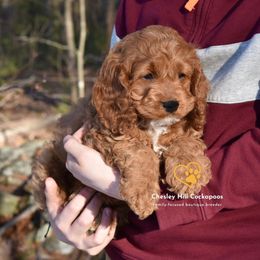 Cockapoo Puppies from Chesley Hill Cockapoos