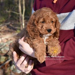 Cockapoo Puppies from Chesley Hill Cockapoos