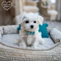 Mal-Shi and Maltese Puppies from Petite Pawz