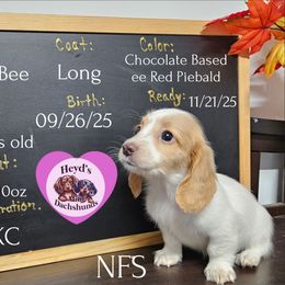 Cinderella - Piebald female Dachshund puppy in Hoquiam, Washington from Heyd's Mini Dachshunds
