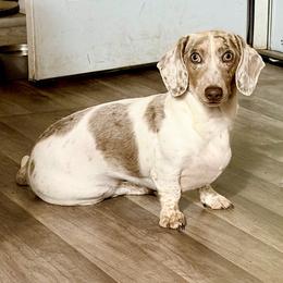 Beau - Piebald male Dachshund puppy in Sterling, Colorado from Country Chics Doxies
