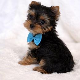 Loyld - Black and gold male Yorkshire Terrier puppy in Salem, Missouri from Tiny Tot Yorkies