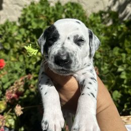 Green collar male - White and black male Dalmatian puppy in Sacramento, California from Dream Dalmatians