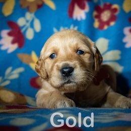 Golden Retriever Puppies from Happy Tails