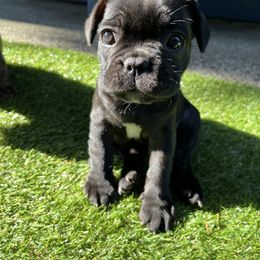 French Bulldog All Grown Up from Frenchie Tempest