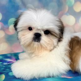 Travis - Gold and white male Shih Tzu puppy in Morrisville, Missouri from Sweetbriar Shih Tzu