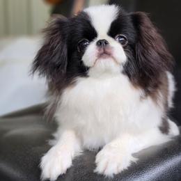 Theo - Black and white male Japanese Chin puppy in Snohomish, Washington from Musashi Japanese Chin