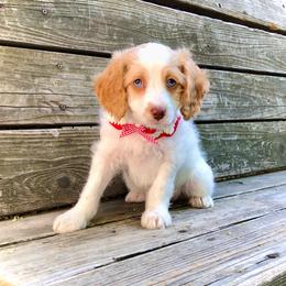 Blossom - Buff and white female Cockapoo puppy in Hermiston, Oregon from Columbia River Cockapoos