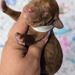 Girl 1 - Red  female Goldendoodle puppy in Austin, Texas from Austin Doodles & Poodles