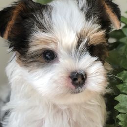 Biewer Terrier and Yorkshire Terrier Puppies from Wisteria Yorkies