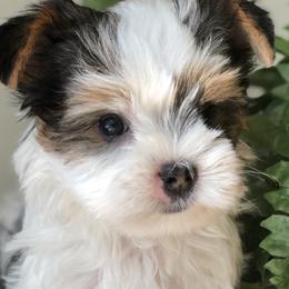 Biewer Terrier and Yorkshire Terrier Puppies from Wisteria Yorkies