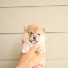Winky - Red female Shiba Inu puppy in Napa, California from Shinin Shibas