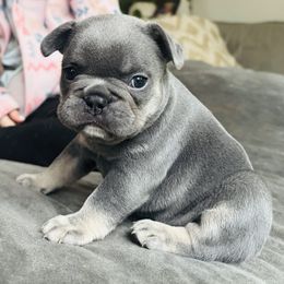 Pixie - Blue female French Bulldog puppy in Olympia, Washington from Matra French Bulldogs