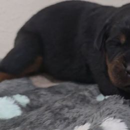 Green girl - Black and tan female Rottweiler puppy in Lake City, Florida from Haus Der Wut Kennels