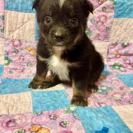 Tiny tri female - Black tri female Miniature Australian Shepherd puppy in Lemon Cove, California from Magic Ranch Mini Aussies