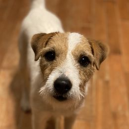 Lila - Jack Russell Terrier