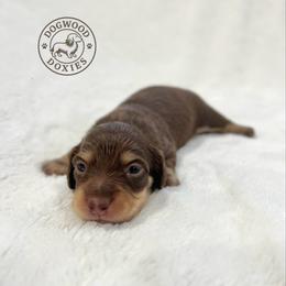 Bruno - Chocolate and cream male Dachshund puppy in Monroe, North Carolina from Dogwood Doxies