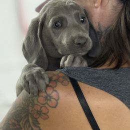 Blue male - Blue male Weimaraner puppy in Lancaster, Kentucky from Heavy Hollow Farm