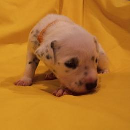 Yellow Girl - female Dalmatian puppy in Spring Branch, Texas from D'vine Dalmatians