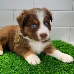 Hulky - Red tri male Miniature Australian Shepherd puppy in Newberry, Florida from Southern with Grace Mini Aussies