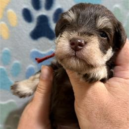 Rusty - Liver male Miniature Schnauzer puppy in Frankford, Delaware from Miniature Schnauzers of Delmarva
