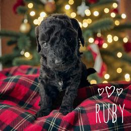 Ruby - Phantom female Goldendoodle puppy in Warrensburg, Missouri from Supreme Doodles
