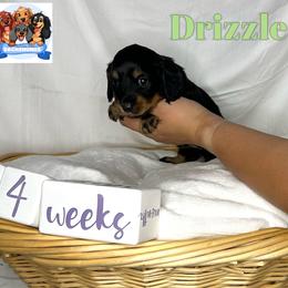 Dachshund Puppies from Shannon Dolly’s Dachshunds