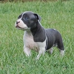 American Bulldog Puppies from Rogue Native Bulldogs