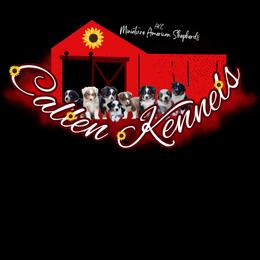 Miniature American Shepherd Puppies from Callen Kennels