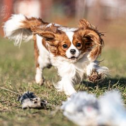 Asher - Cavalier King Charles Spaniel