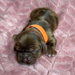 Dreamsicle - Brown male Cocker Spaniel puppy in Advance, North Carolina from Rome & Reign Farm