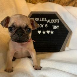 Boy 6 - Fawn male Pug puppy in Norborne, Missouri from Pug Palace
