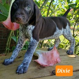 Dixie - Liver roan female German Shorthaired Pointer puppy in Elberta, Alabama from Old Orchard Farm