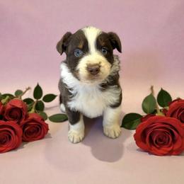 Retained - Red tri-color male Australian Shepherd puppy in Statesville, North Carolina from Charming Australian Shepherds